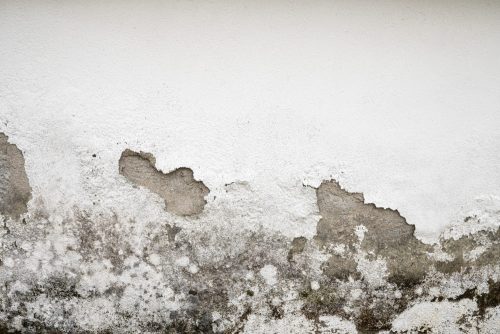 Che malattie può causare la presenza di muffa in casa?